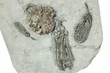 Fossil Crinoid Plate (Four Species) - Crawfordsville, Indiana #243934-2